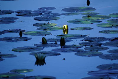 Water lily in shadow and sunlight