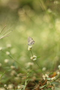 Close-up of butterfly pollinating on flower