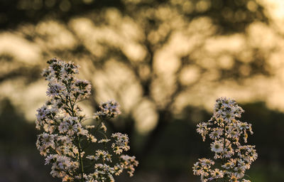 Close-up of flowering plant against blurred background