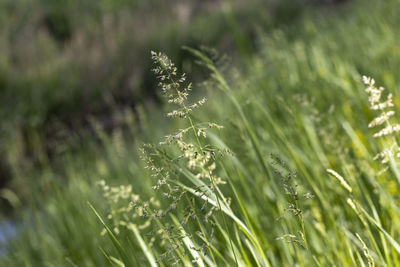 Close-up of plant growing on field