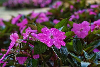 Close-up of wet flowers blooming outdoors