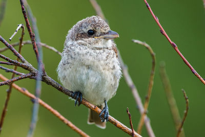 Close-up of bird perching on branch