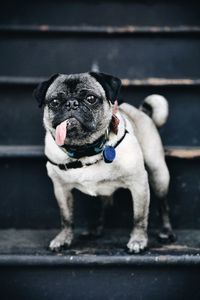 Portrait of pug on steps