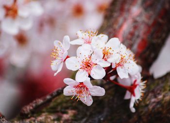 Close up image of a wild cherry blossom brach with popular custom coloring.