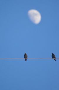 Low angle view of bird flying against clear blue sky