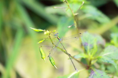 Close-up of rare dragonfly on leaf