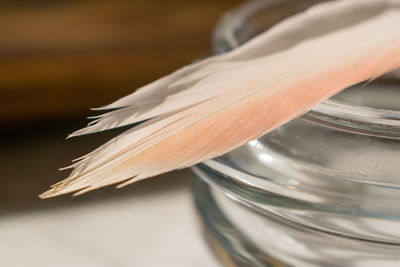 Detail of a flamingo feather