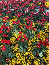 High angle view of flowering plants