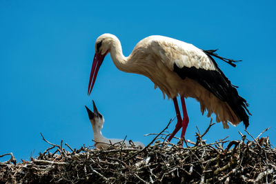 Low angle view of storks perching on nest against sky