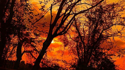 Low angle view of silhouette trees against sky at sunset