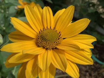 Close-up of yellow flower