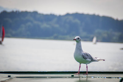 Seagull perching on railing against sea