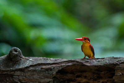 Close-up of bird perching on rock