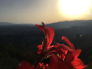 Close-up of red flower against blurred background