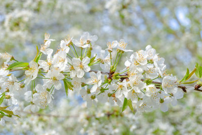 Close-up of white cherry blossoms in spring