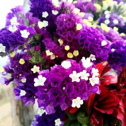 Close-up of purple flowers blooming outdoors