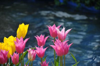 Close-up of pink lotus water lily in lake
