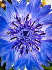 Close-up of blue flowering plant