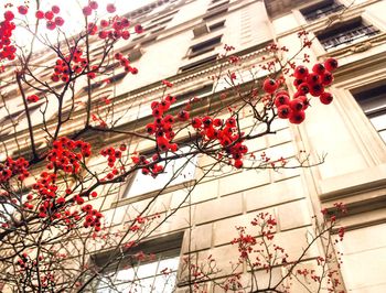 Low angle view of red flowers