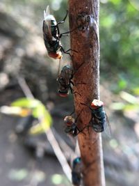 Close-up of insect on tree