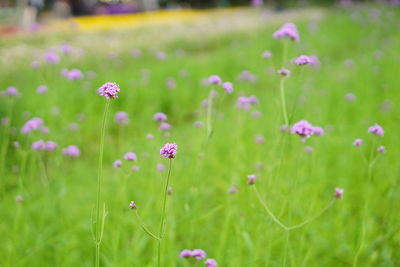 Close-up of pink flowers blooming on field