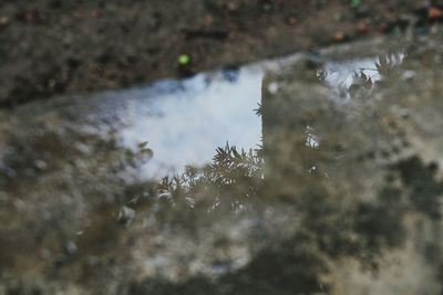 Reflection of trees in puddle