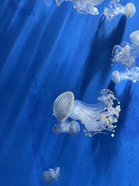 Mare blu, medusa 