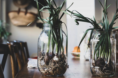 Close-up of plants in glass jar on table