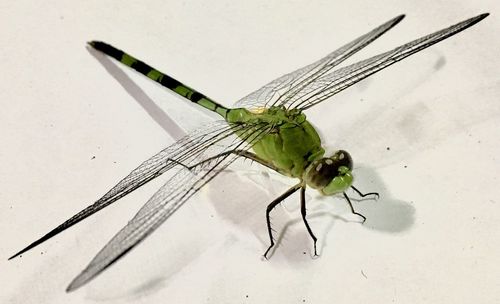 Close-up of damselfly on leaf