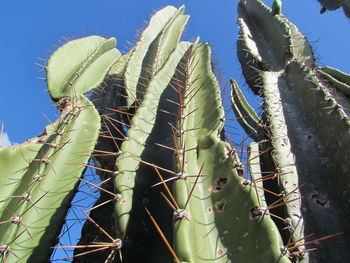 Low angle view of prickly pear cactus against sky