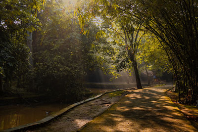 Road amidst trees in forest