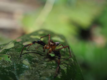 Close-up of ant