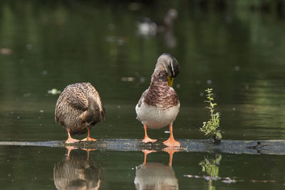 Ducks on a lake