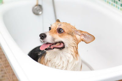 Close-up of a dog looking away