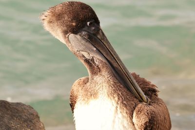 Close-up of a bird