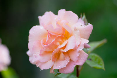 Close-up of wet pink flower