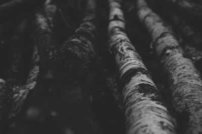 Full frame shot of tree trunk