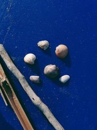 High angle view of seashells on blue table