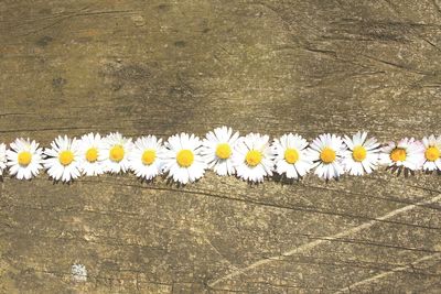 Directly above shot of white daisies on wood