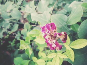 Close-up of pink flowers blooming outdoors