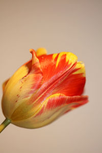 Close-up of orange flower against white background