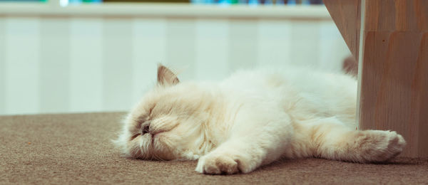 Cat sleeping