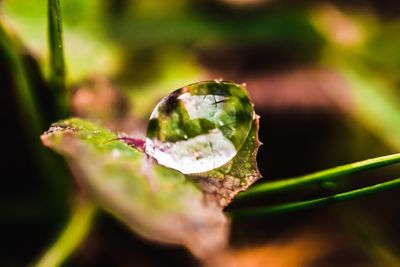 Close-up of raindrops on leaf