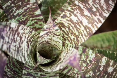 Full frame shot of tree trunk