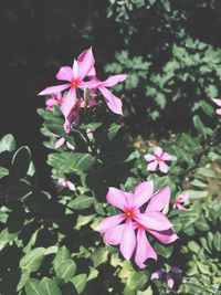 Close-up of pink flowers blooming outdoors