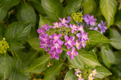 Close-up of purple flowering plant