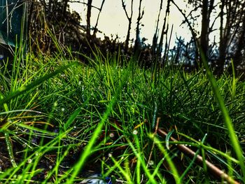 Close-up of wet grass on field