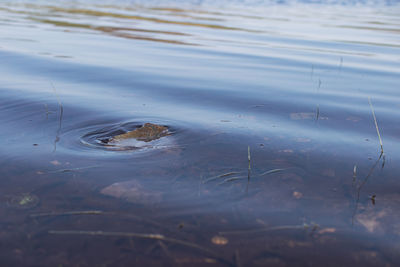 High angle view of reflection in lake