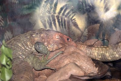 Close-up of lizard on rock in zoo