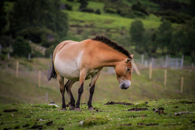 Horse standing in a field